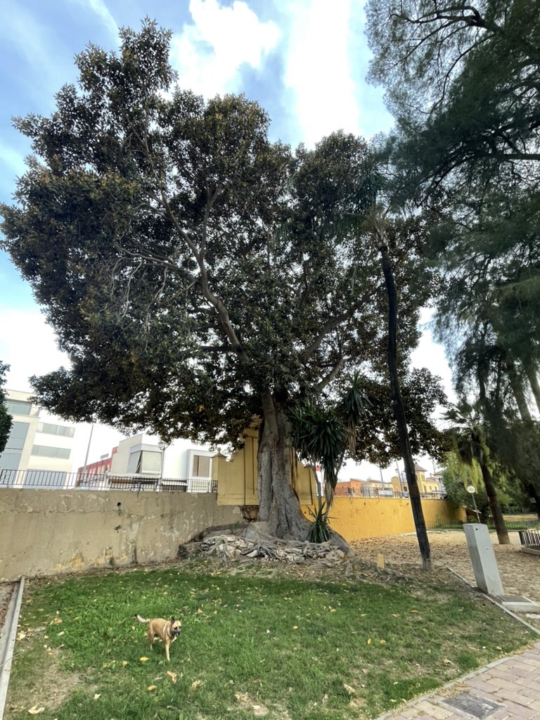 Dr. Oula Amrouni د.عُلا العمروني (@oulaamrouni) on Twitter photo <a href="/CopernicusEMS/">Copernicus EMS</a> <a href="/proteccioncivil/">Protección Civil</a> <a href="/PLANINFOEX/">INFOEX</a> <a href="/Plan_INFOCA/">EMA INFOCA</a> <a href="/Plan_INFOCAM/">INFOCAM</a> <a href="/AT_Brif/">ATBRIF</a> <a href="/ProteccaoCivil/">Autoridade Nacional de Emergência e Proteção Civil</a> <a href="/VOSTPT/">VOST Portugal</a> <a href="/vostSPAIN/">VOSTspain</a> <a href="/Pafo44193505/">PAFO, the Portuguese Association of Fire Officers</a> <a href="/VOSTandalucia/">VOST ANDALUCIA</a> Hot weather in Murcia today 🥵, hopefully trees offer fresh air 🧚 <a href="/CopernicusEMS/">Copernicus EMS</a> <a href="/proteccioncivil/">Protección Civil</a> <a href="/PLANINFOEX/">INFOEX</a> <a href="/Plan_INFOCA/">EMA INFOCA</a> <a href="/Plan_INFOCAM/">INFOCAM</a> <a href="/AT_Brif/">ATBRIF</a> <a href="/ProteccaoCivil/">Autoridade Nacional de Emergência e Proteção Civil</a> <a href="/VOSTPT/">VOST Portugal</a> <a href="/vostSPAIN/">VOSTspain</a> <a href="/Pafo44193505/">PAFO, the Portuguese Association of Fire Officers</a> <a href="/VOSTandalucia/">VOST ANDALUCIA</a> Hot weather in Murcia today 🥵, hopefully trees offer fresh air 🧚