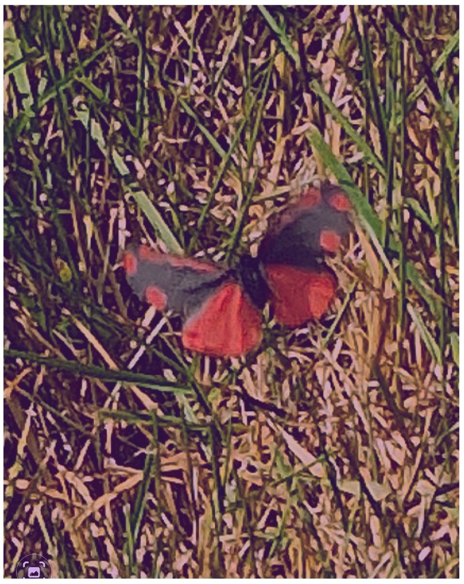 Another First The Cinnabar Moth! (species of Tiger moths) 📱🦋

#cinnabarmoth #moth #beautiful #summer #macrophotography #macro #macrocaptures_ #insects #s22ultra #photooftheday