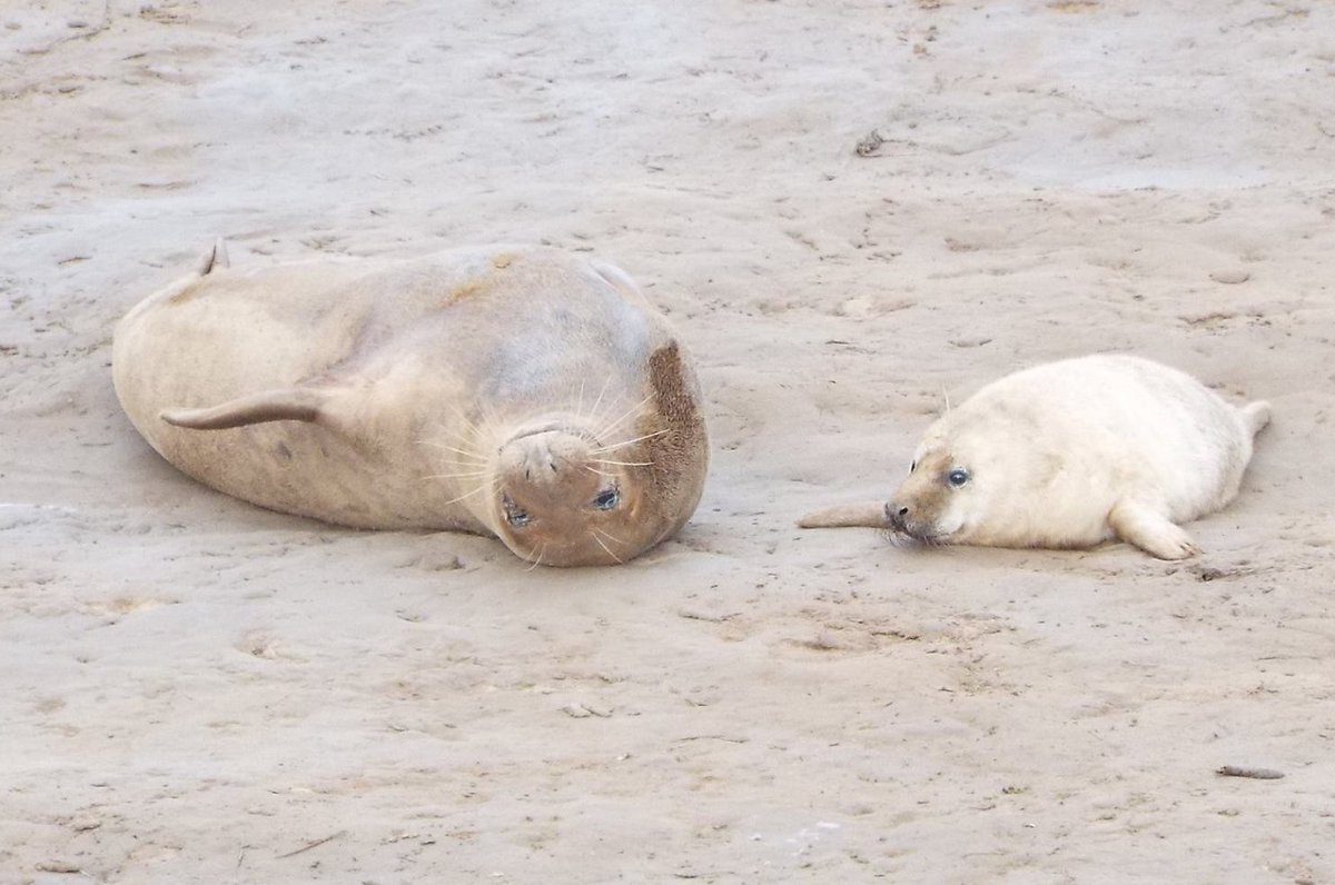 From the Tyne to the Tees we have some amazing marine wildlife to enjoy when out and about. DEFRA have recently launched the first National Marine and Coastal Wildlife Code: gov.uk/government/pub…