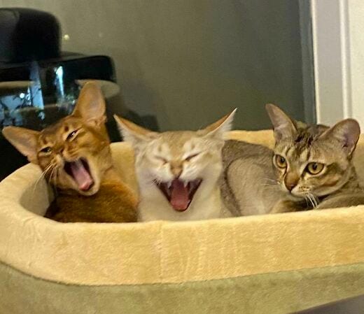 DougOConnell7's tweet image. #Idontgetit