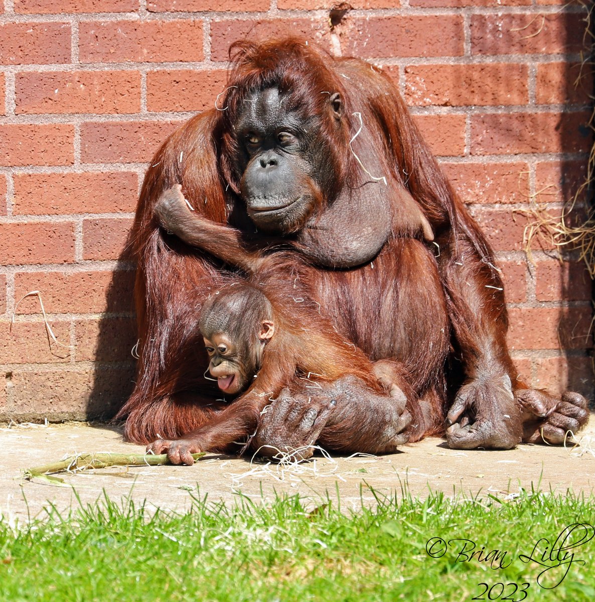 Baby Ranbi trying some bark with his mum Chinta @PaigntonZoo #orangutans