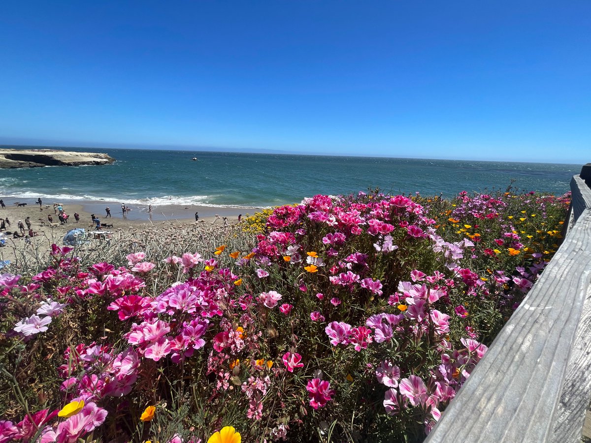 Santa Cruz beach walk trail beauty 🌸
#mondaythoughts #naturebeauty