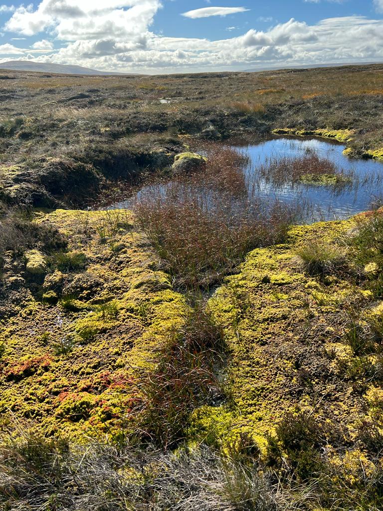 We are not the status quo! Our members are at the forefront of peatland restoration and have already achieved 60 per cent of the restoration work required to meet government targets by 2030 #conservation #peatlandrestoration Read our new blog here: moorlandassociation.org/latest-news/