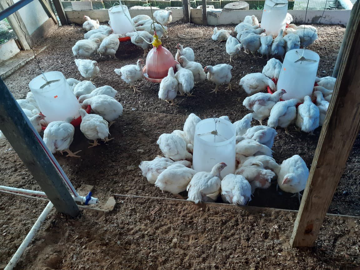 TriEats's tweet photo. Exciting announcement! 
🐓🐓🐓🐓
We have been expanding and are now pleased to offer you chickens for your pot. 
Let us help save you money and time by delivering to you, fresh and quality meat at an affordable price. 
#TriGerianEats #TriGerianPoultry #ValueForYourMoney https://t.co/yFeEqyhFVE