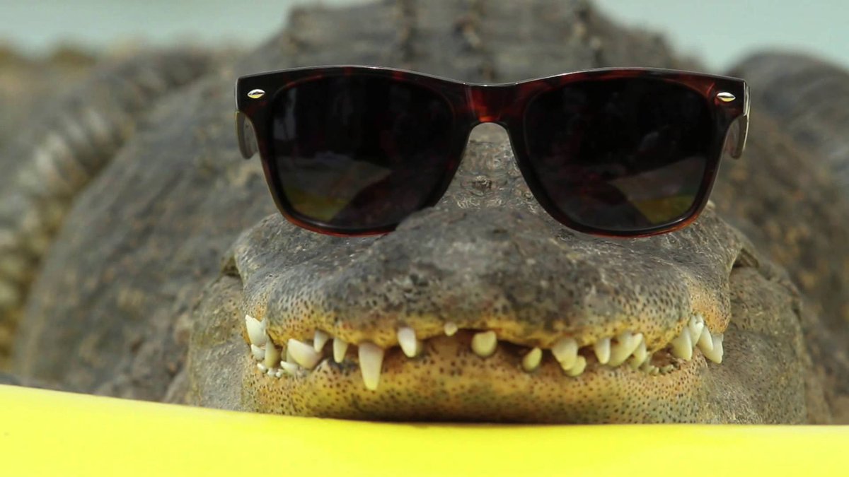 JordanHerald5's tweet image. Good morning! #2THESW4MP 🐊😎