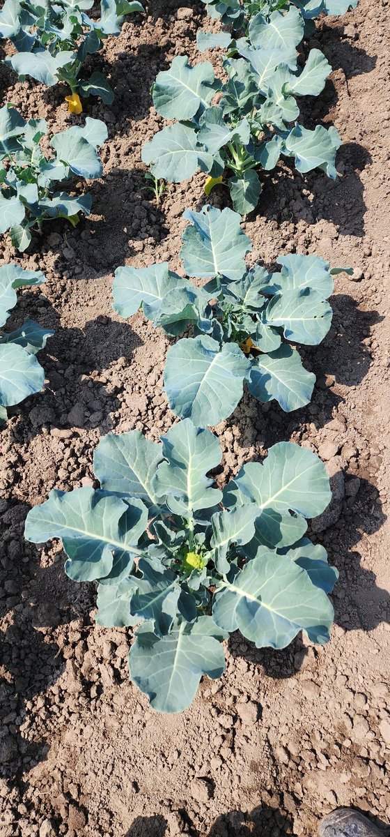 Foster Family Farm tweet media