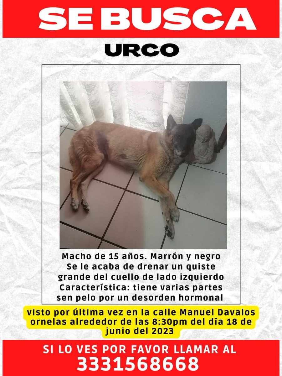 adoptagdl's tweet photo. #Extraviado
Ayúdanos a encontrar a #URCO está viejito y necesita regresar a casa urgente 😔
Se extravió en #JardinesAlcalde https://t.co/vqoFL3EPdg