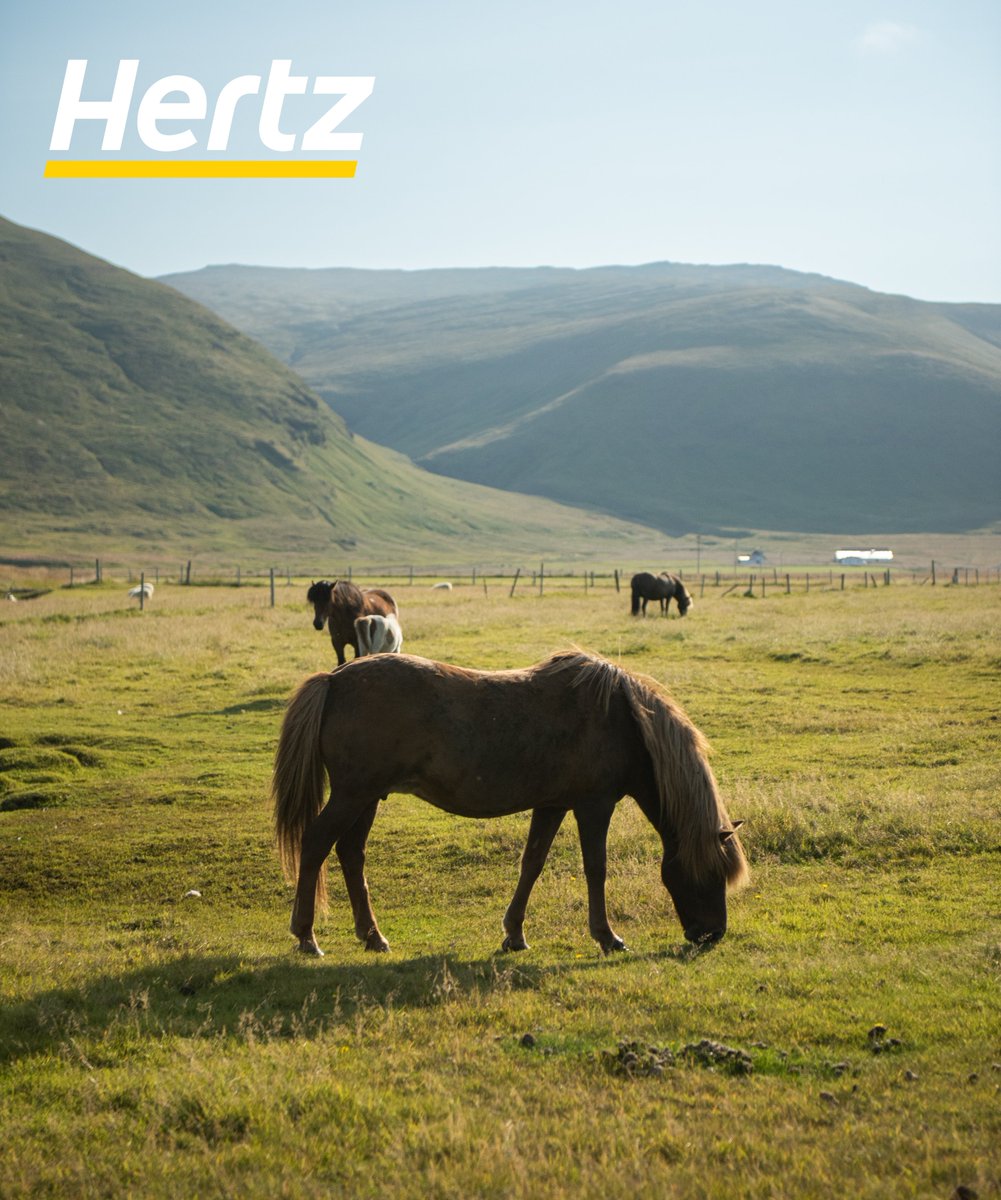 Catching a peaceful moment with an Icelandic horse, grazing away in pure bliss! 🐴💚 Isn't it amazing how simple moments can often be the most heartwarming? Seeing this beauty thrive in nature is a true joy. 🇮🇸🌱