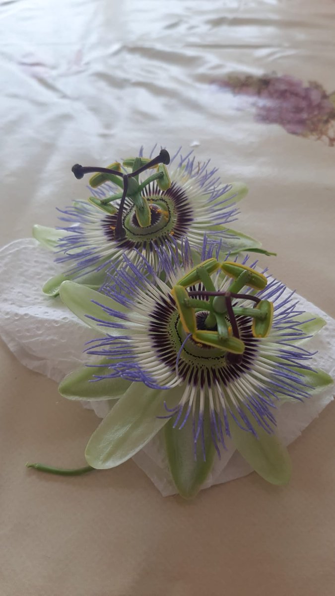 <a href="/CelestinoGutirr/">Dr Celestino Gutiérrez González MD 🇪🇸🍏🇻🇪</a> Passion