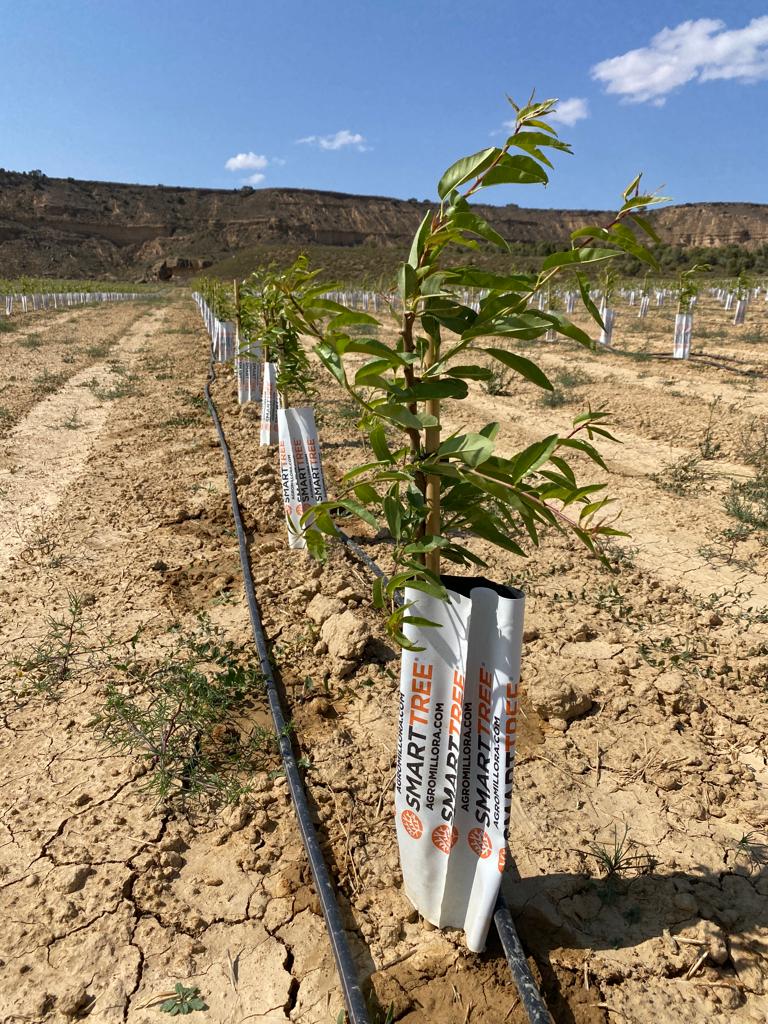 Agromillora_'s tweet photo. Plantación de 400 has de #almendro en seto del grupo Iberian Smart Financial Agro🌳
📌El Tormillo (Huesca)
➡️ Planta suministrada por los viveros #SES  @ViverosVeron @ElViverodeAbel #Viversa https://t.co/gmcjxFEdnv