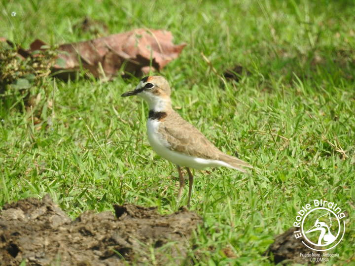 The sand must be hot today.

La arena debe estar caliente hoy.

🇨🇴 Chorlito collarejo
🇬🇧 Collared plover
👩‍🔬 Charadrius collaris
🌎 Puerto Nare (ANT), Colombia

#BirdsSeenIn2023 #Birds #Aves #Fåglar #Fugler #Vogel #Uccelli #Ocells #Oiseau #BirdPhotography #BirdsOfTwitter