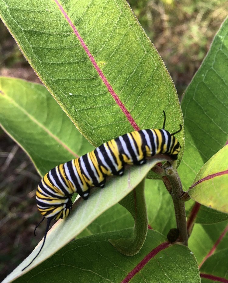 1/2 #DYK #MonarchButterflies rely on a mix of native wildflowers, goldenrod and especially milkweed. This is where #Monarch lay their eggs, because it’s the only source of food for their caterpillars. 🐛 🦋

#PollinatorWeek