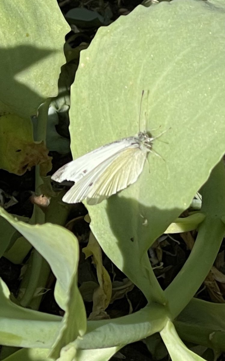 White butterfly in Okehampton, Devon, England