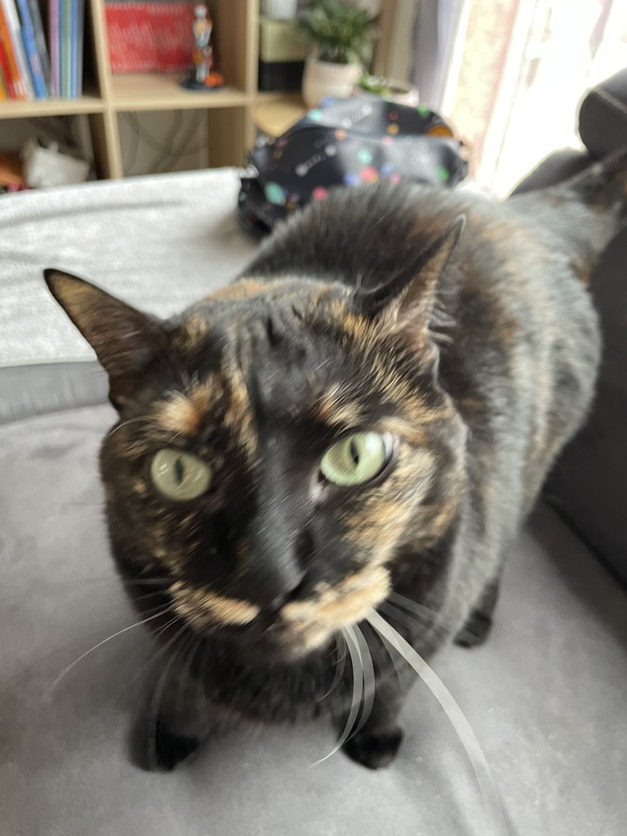 Rheathecats's tweet photo. Vous zalé bien les potipote ? https://t.co/kf6IpG3FjM