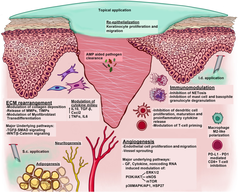 Bormann and co-authors write about Therapeutic application of cell secretomes in cutaneous wound healing in their June issue review article #dermtwitter #dermatology #dermatologia bit.ly/3JgULs3