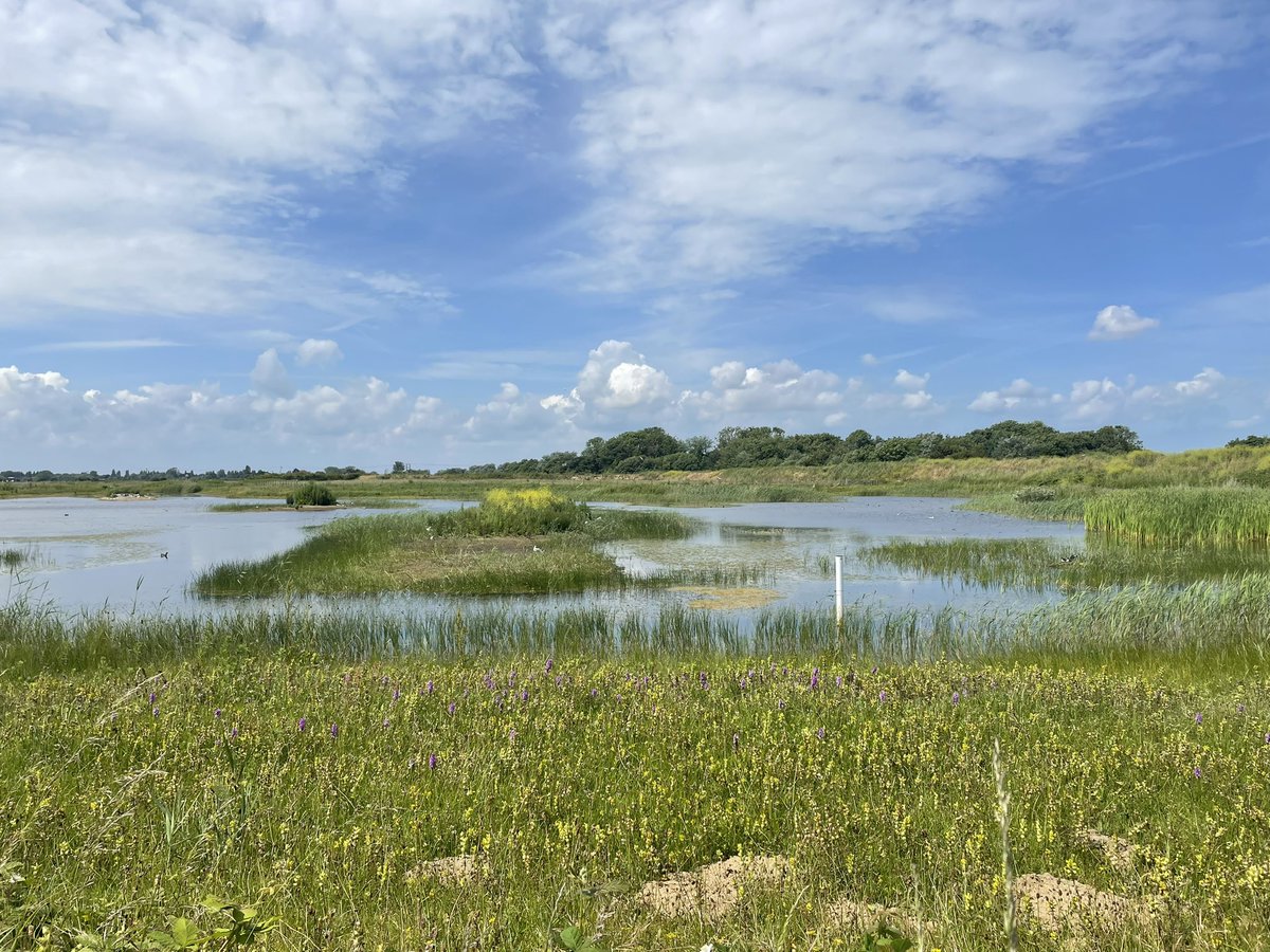 Restharrow Scrape was full of dragonflies today, the highlight, a Lesser Emperor which patrolled whilst fighting off multiple Emperors. A Norfolk Hawker was also an unusual record for the Scrape. Lots of B-T Skimmers, F-s Chasers and a couple of R-V Darters. @Sandwichbirdobs