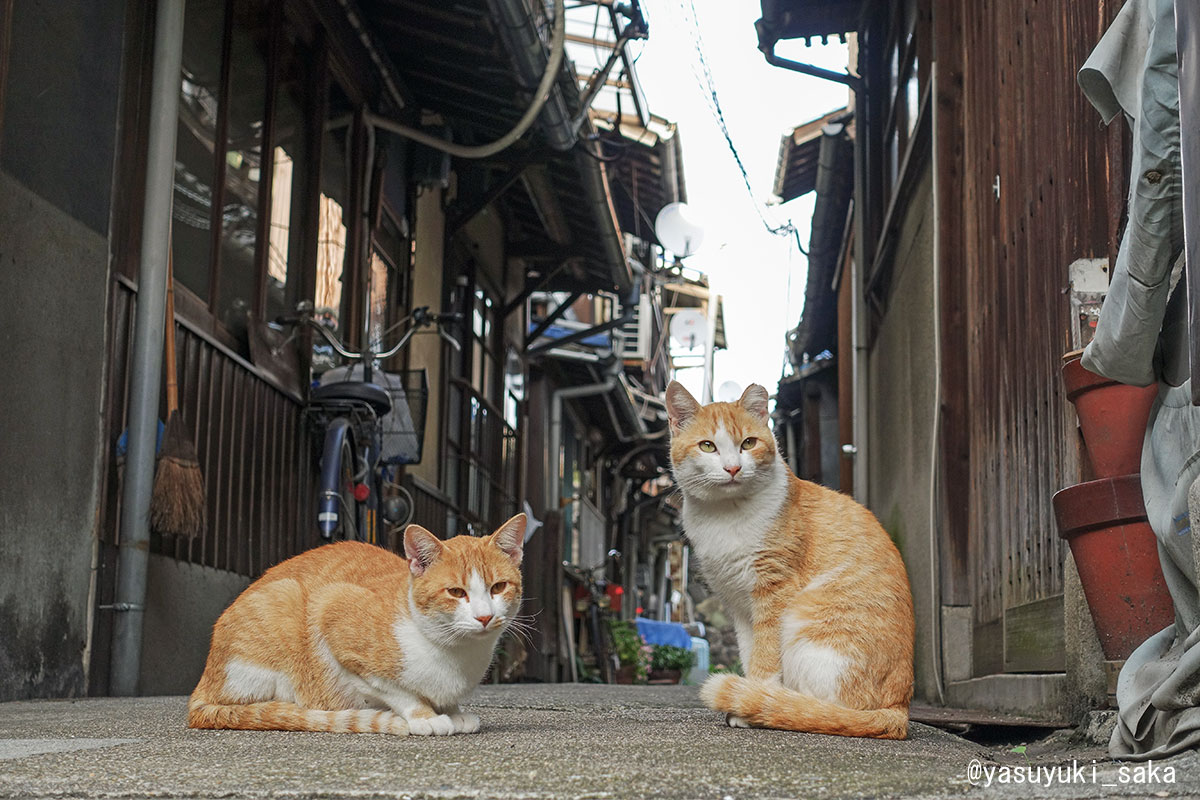 ねこ。