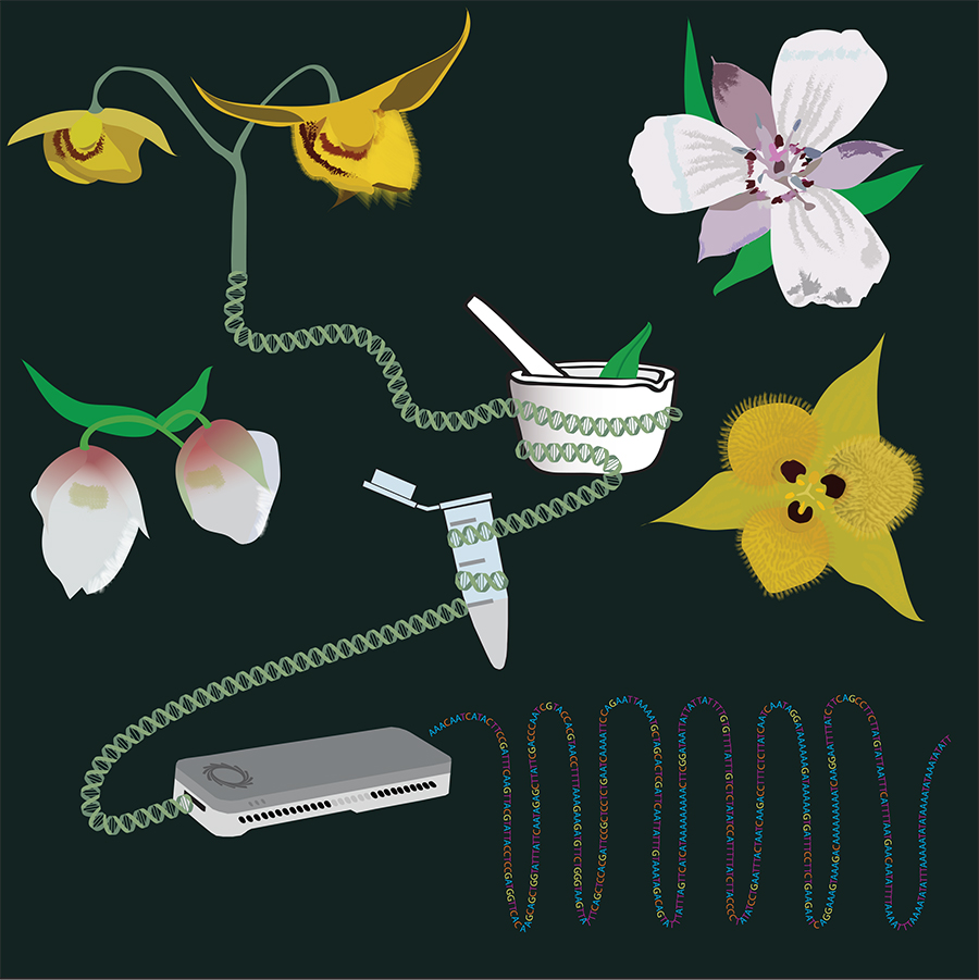 From #AppsPlantSci's Botanical DNA/RNA Extraction issue: Balancing read length &amp; sequencing depth:  Optimizing #Nanopore long-read sequencing for monocots... (DeLaCerda, @JLandisBotany <a href="/plantevomorph/">Dr. Chelsea D. Specht</a> <a href="/calobot/">Adriana I Hernández, PhD</a> @TribbleTweets <a href="/fern_way/">Fay-Wei Li 李飛葦</a> et al) bsapubs.onlinelibrary.wiley.com/doi/full/10.10… @wileyplantsci