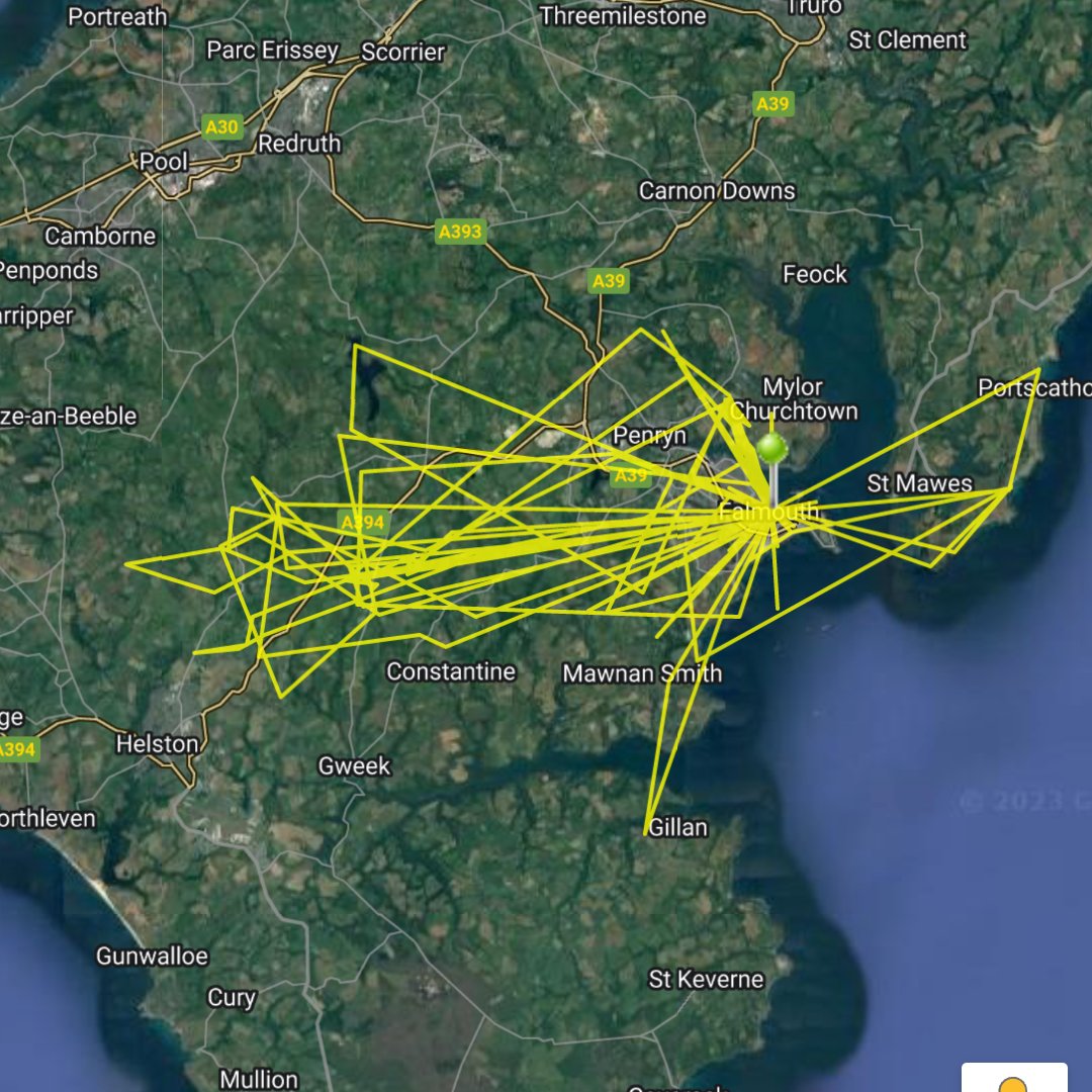 The female W:749 (Pears) is also GPS tagged #ornitela and this map shows the last 10 days of her foraging efforts.

Despite being #UrbanGull she is going out to fields to forage for her chicks and not out to sea or in #Falmouth. She is making <20km round trips to feed her 🐥🐤