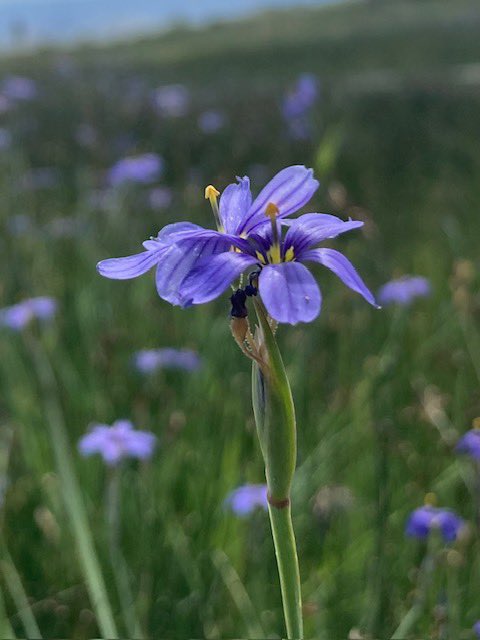 Mono County Tourism On Twitter Wildflowers Everywhere In The Eastern 