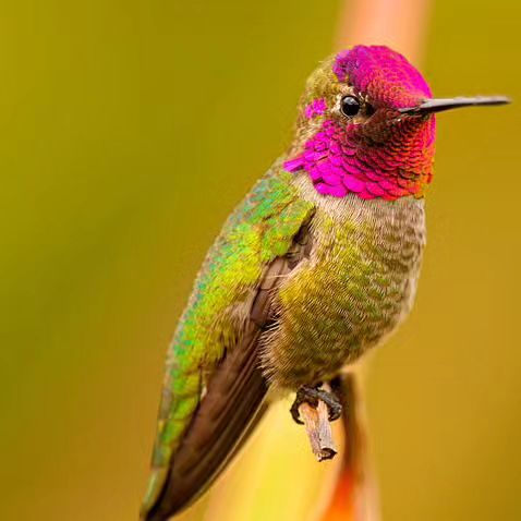 Hummingbird ❤️