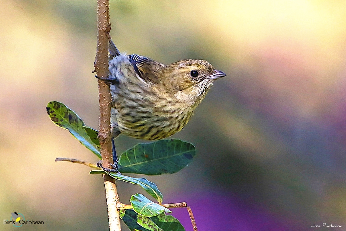 BirdsCaribbean tweet picture