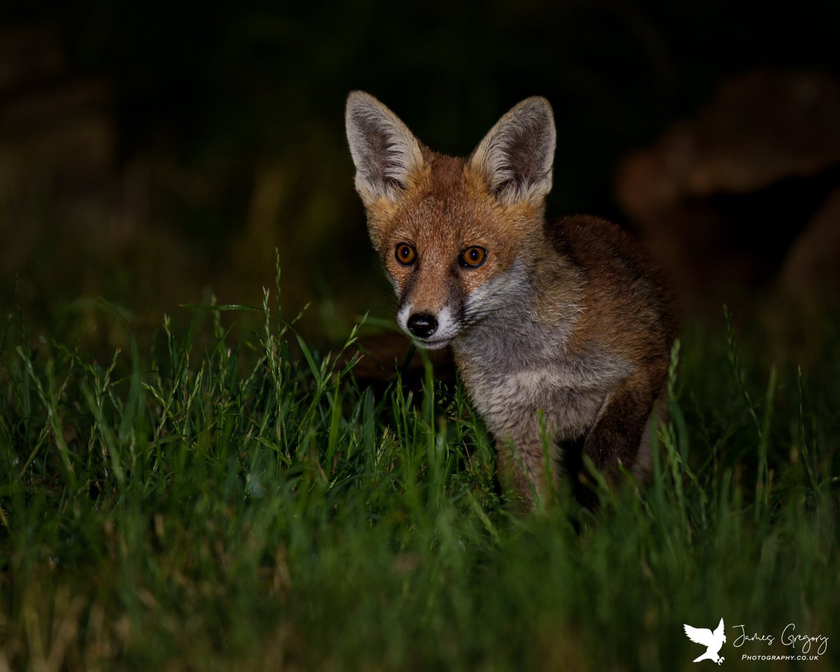 Red Fox Cubs
(Glentham Lincolnshire Uk)

#thebritishwildlife
#wildlifephotography
#foxphotography 
#wildlifeonearth
#TwitterNatureCommunity
@Natures_Voice