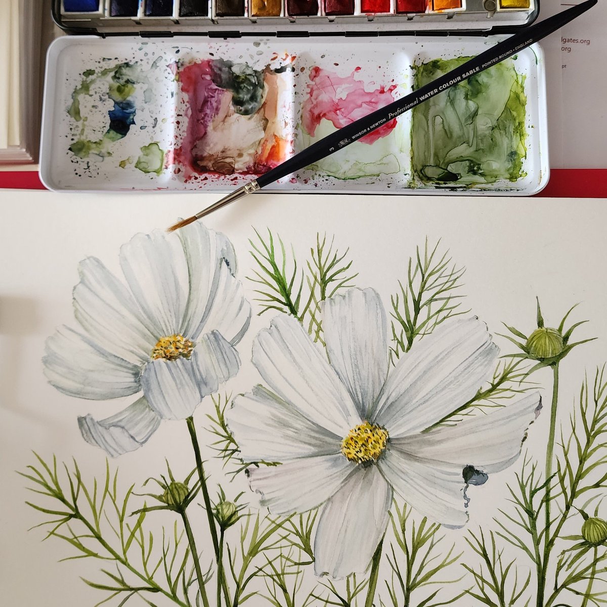 I had a lovely time last weekend painting this white cosmos with @YorkArtSociety at George Smith's garden #watercolor #flowerillustration #floralpainting #cosmos #whitecosmos #botanicalart
