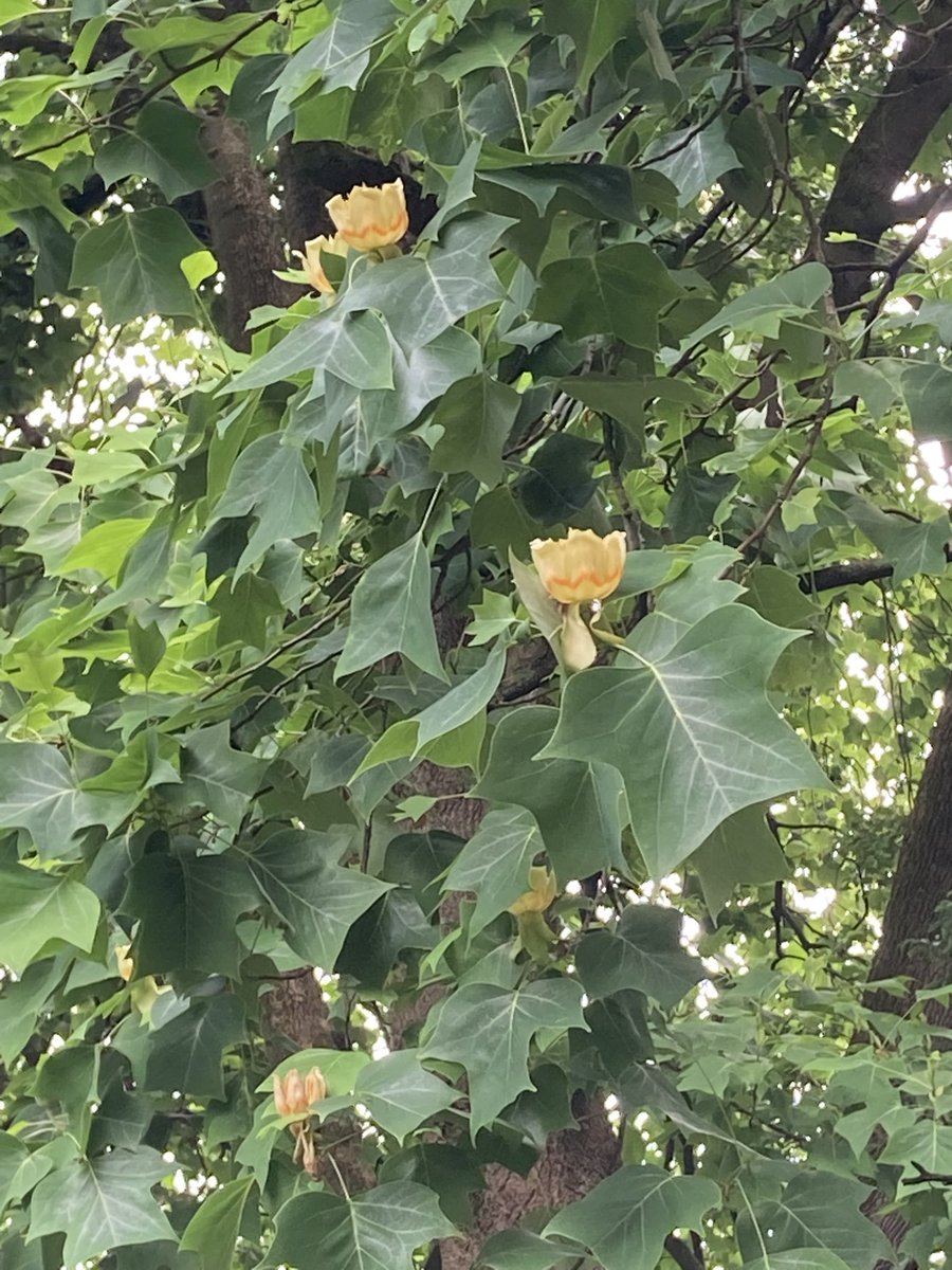 It may be hot, but it’s a good time to see the Tulip Tree in bloom @LiverpoolParks
