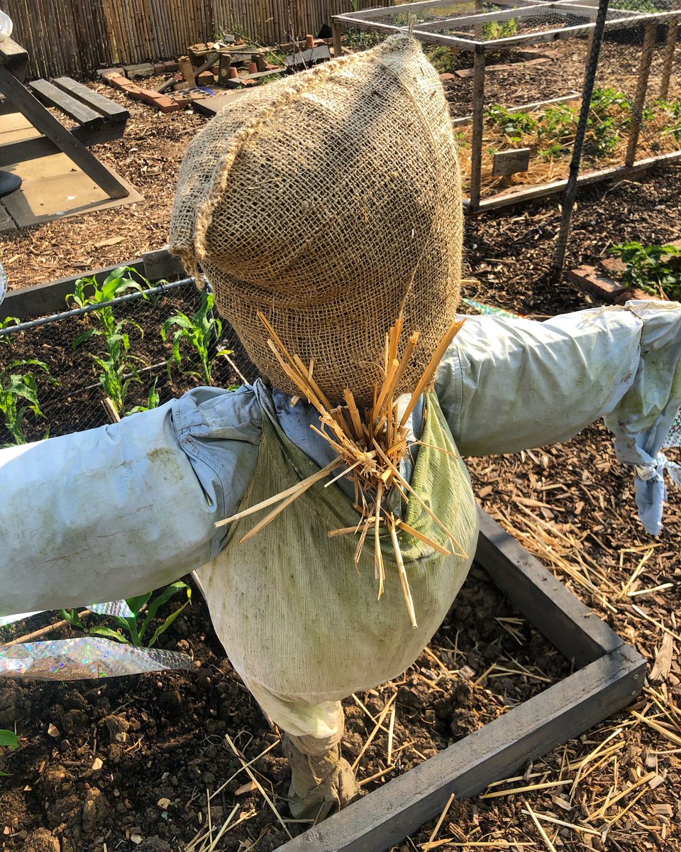 Scarecrow re-stuffed - it now has a hairy chest! 😂 #allotmentlife #allotment #allotmentgarden #allotmentlove #allotmentuk #growyourown