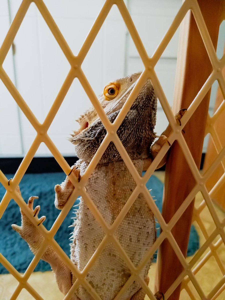 I want to be where the girls are! -Cosmo

#beardedddagon #beardie #reptile #rescue #grandforks #northdakota