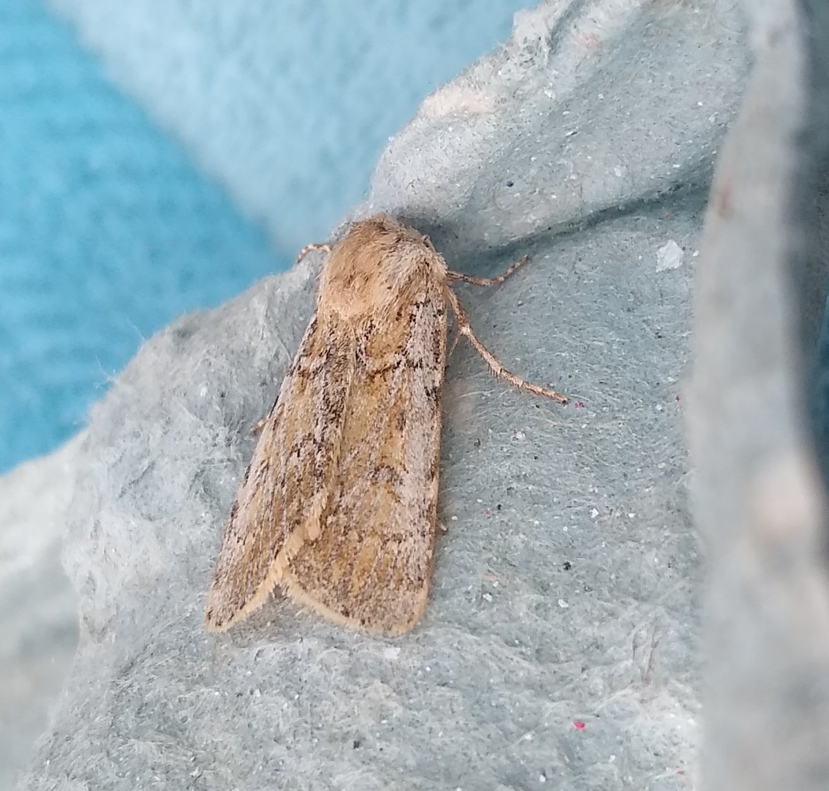 An odd record for Ruckinge last night was this Sand Dart, only the second inland record for Kent