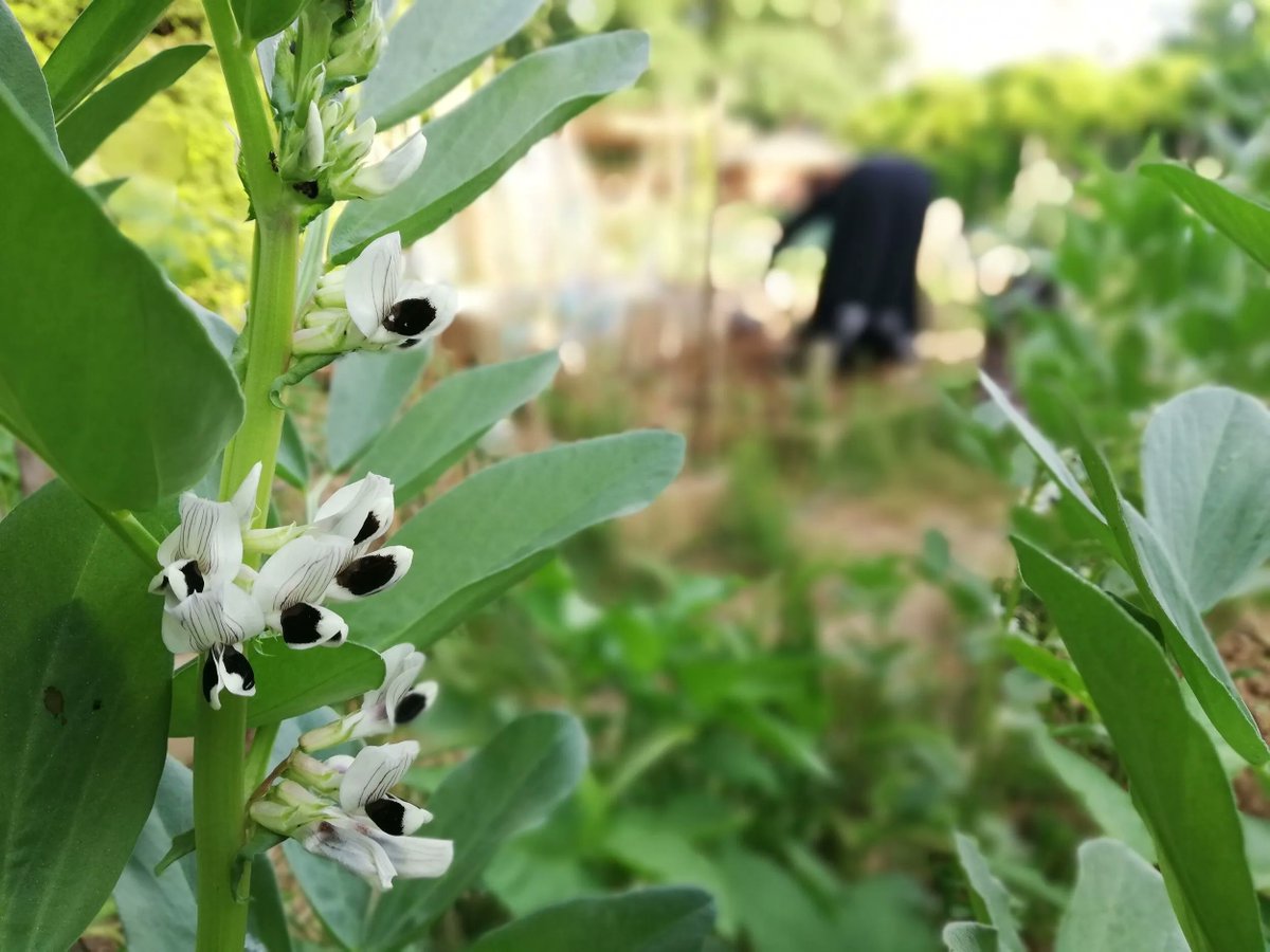 İmrahor Bostanı | Şehrin göbeğinde sebze hasadı

gazetekarinca.com/imrahor-bostan…