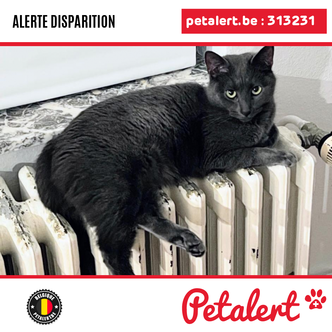 petalert_be's tweet photo. Disparu #Chat #Namur #Yvoir #Petalert  #PetAlertWNA / https://t.co/ooGEHiInm2 https://t.co/GhxxK84HRr
