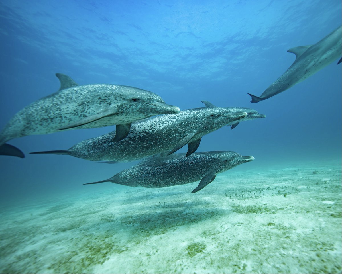 WildQuest tweet media