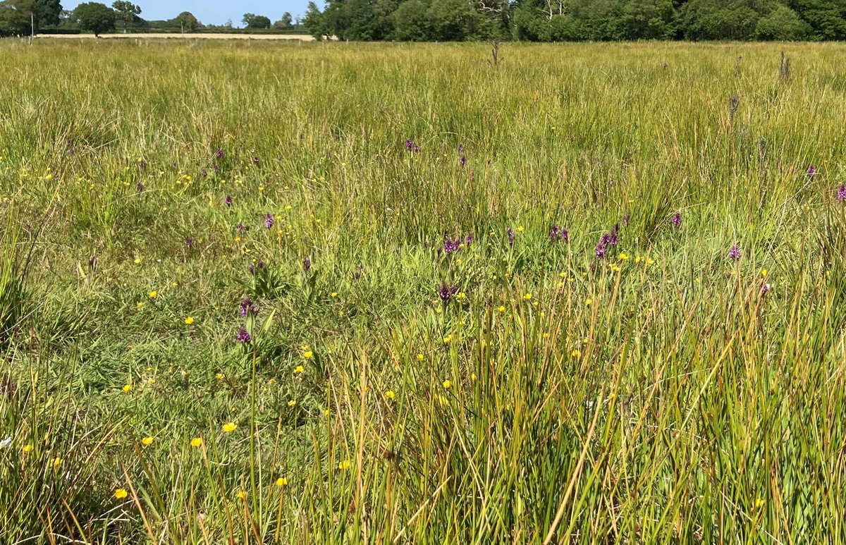 Fen peatland restoration in north #Shropshire after pump drainage on deep #peat arable land switched off.

Left to regenerate naturally Now has 20+ hectares of water horsetail swamp with small pools with #waterviolet and many other #wetland plants.

@IUCNpeat @BSBIbotany