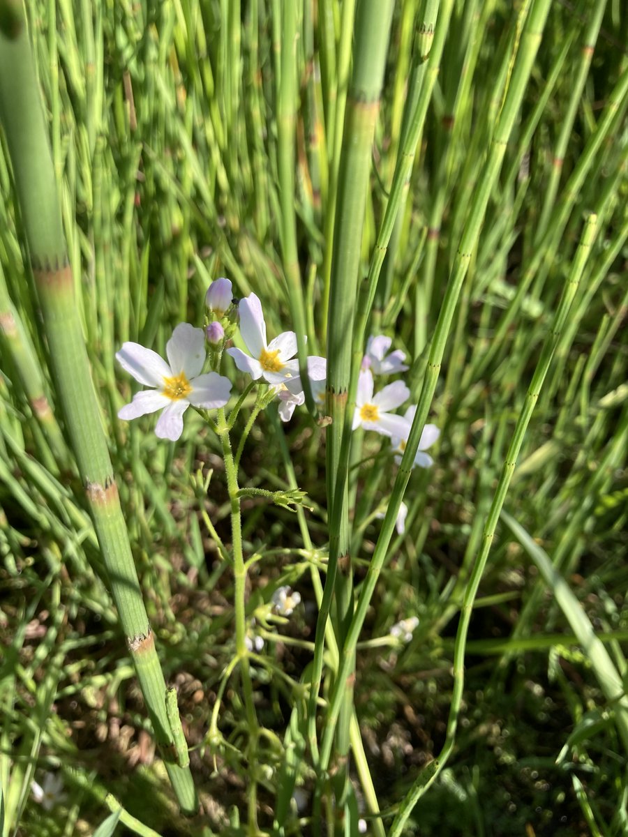 NE_WestMids's tweet photo. Fen peatland restoration in north #Shropshire after pump drainage on deep #peat arable land switched off.

Left to regenerate naturally Now has 20+ hectares of water horsetail swamp with small pools with #waterviolet and many other #wetland plants.

@IUCNpeat @BSBIbotany https://t.co/JKBtJSEccW