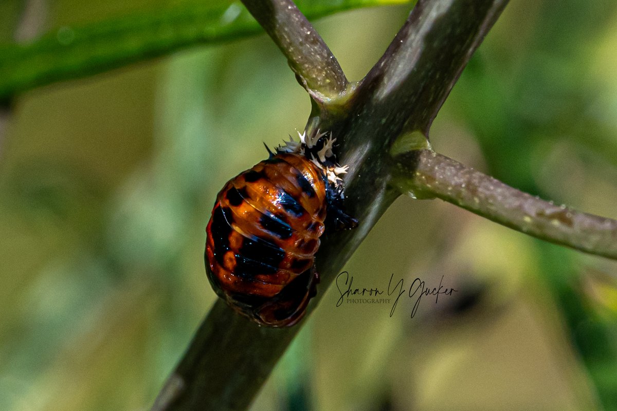 Macro Monday
#ladybug #lifecycle #insects #insectphotography #bugphotography #beetles #buglife #insectsofourworld #ladybugs #bugs #macromonday #Nikon #nikoncreators #nikonphotography #nature #NaturePhotography #macrophotography #macroinsects #TwitterNaturePhotography #closeupshot