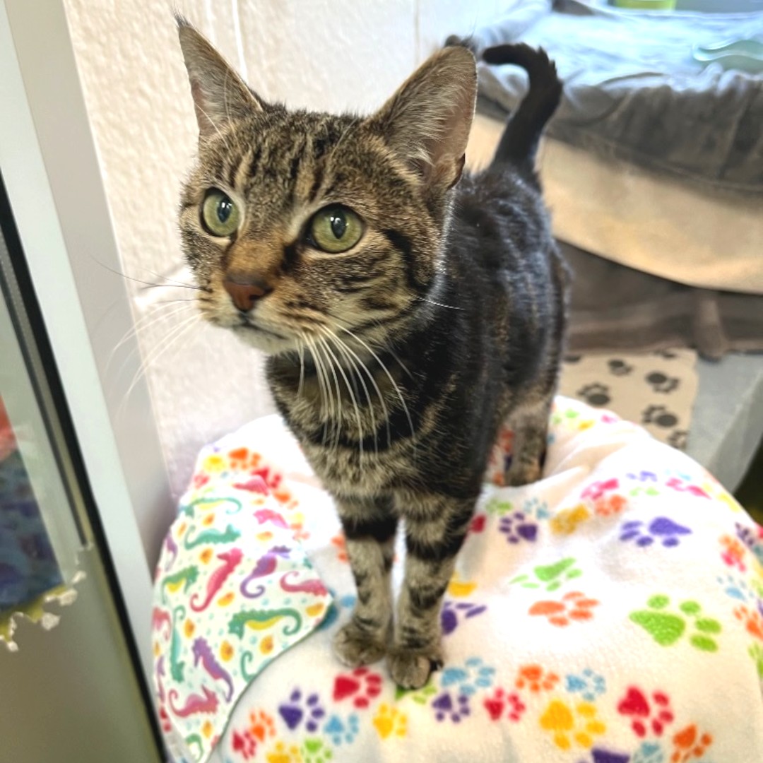 😻 Meet Tilly 😻 Tilly is now looking for a forever home that can give her all the cuddles and love she deserves.

cotswoldsdogsandcatshome.org.uk/animals/tilly/

#cotsdogscats #rescuecat #cats #stroud #gloucestershire #rescuebestbreed #adoptdontshop #adoptable