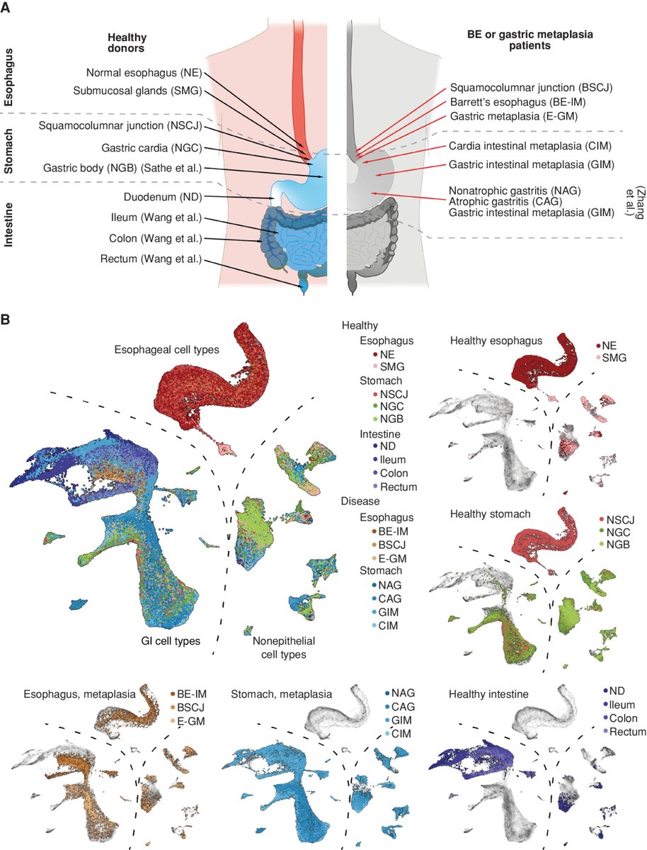 Researchers used #scRNAseq to analyse physiologically normal GI tract and metaplastic conditions! bit.ly/3MRjfJr They suggest that intestinal metaplasia in the esophagus and stomach can be considered molecularly similar entities in adjacent organs. #singlecell