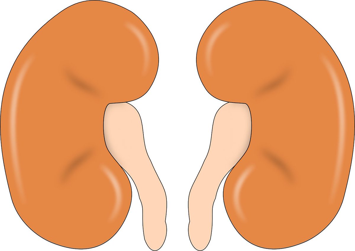 🔑La insuficiencia renal se produce cuando los riñones dejan de funcionar por lo que no eliminan las sustancias tóxicas de nuestro organismo.

integrasaludtalavera.com/insuficiencia-…

Únete t.me/integrasaludta…

#insuficienciarenal #riñones #integrasaludtalavera #salud #pacientes #usuarios