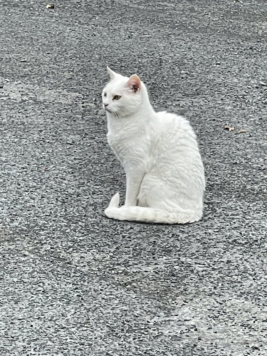 Met an old friend on my morning walk in Okehampton, Devon