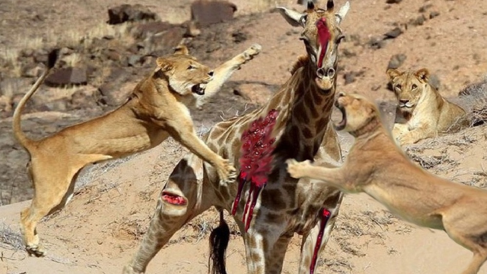 attacks35568's tweet image. Lions play with their dinner before eating it, or watching nine African lions attack a giraffe, you’ll enjoy this picture. Even hippos become carnivores instead of vegetarians.