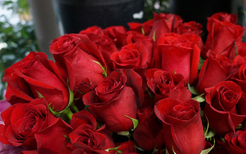 Love and a red rose can't be hidden. 💞 

Happy Red Rose Day 🌹

#pennysbyplaza #flowers #redroses #redroseday #iloveyou #philadelphiaflorist #norristownflowershop #flowerdelivery
❤️Pflorist.com