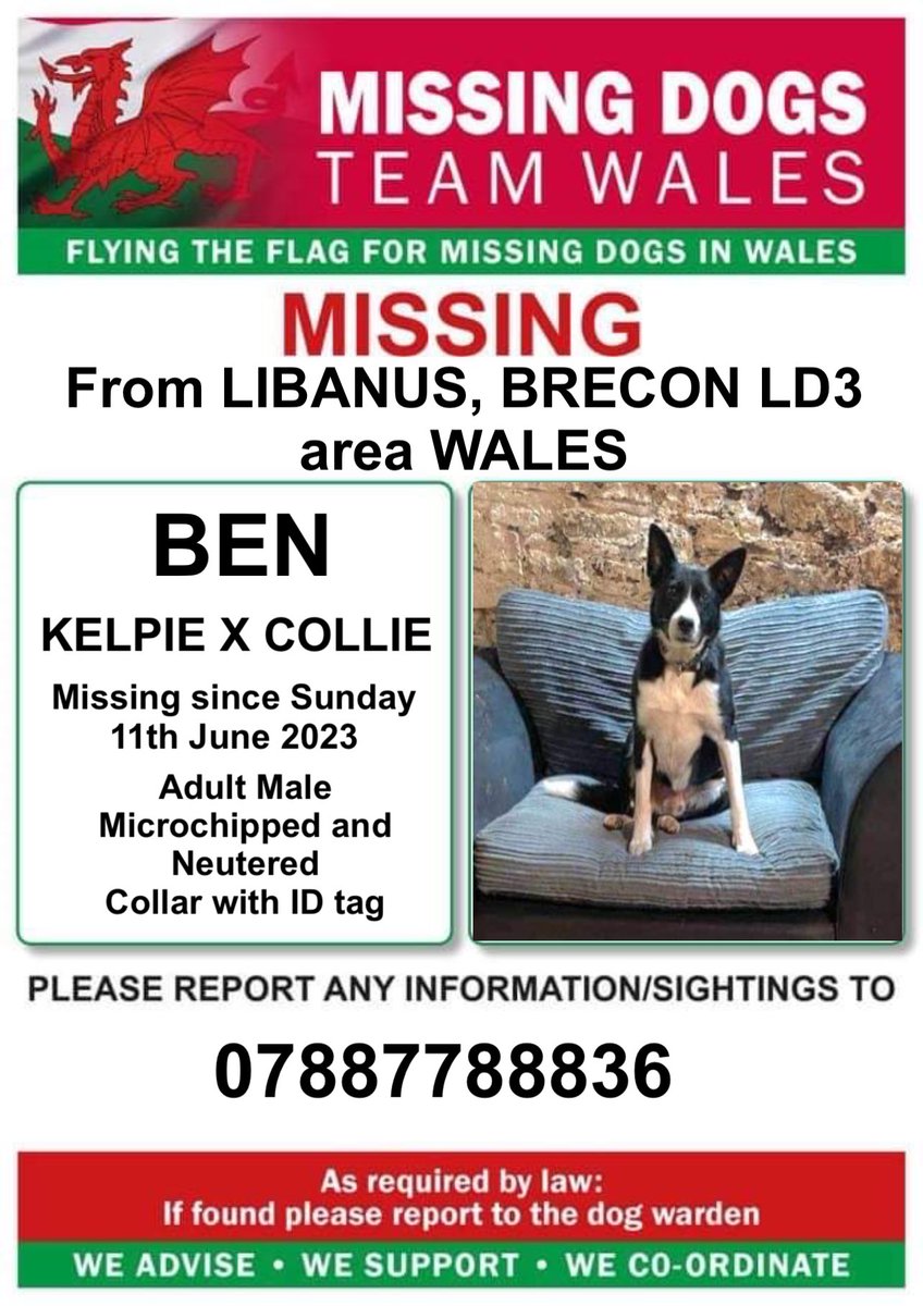 missingdogwales's tweet photo. ‼️SIGHTINGS ONLY PLEASE ‼️
BEN SPOOKED BY THUNDER IS MISSING IN #LIBANUS AREA #BRECON #LD3 #WALES
Since Sunday 11th June
💥BEN IS MICROCHIPPED, NEUTERED & HAS A COLLAR WITH ID TAG ON .
‼️PLEASE CALL NUMBER ON POSTER IF SEEN‼️ https://t.co/oxUSExwXLe