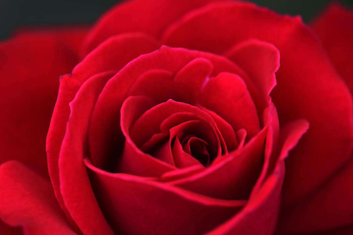 🌹Happy Red Rose Day! 🌹

Celebrate the day by buying or picking roses for someone you love. 💞 

#hooverfisherflorist #redroseday #redroses #iloveyou #kensingtonflorist #florist #flowerdelivery
❤️HooverFisherFlorist.com