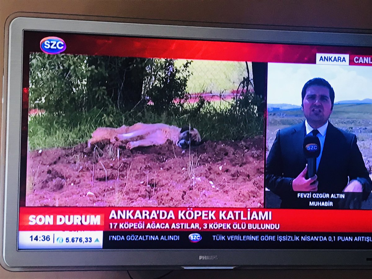 Ne istiyorsunuz bu canlardan? Ah sizde asılsanız ağaçlara keşke.