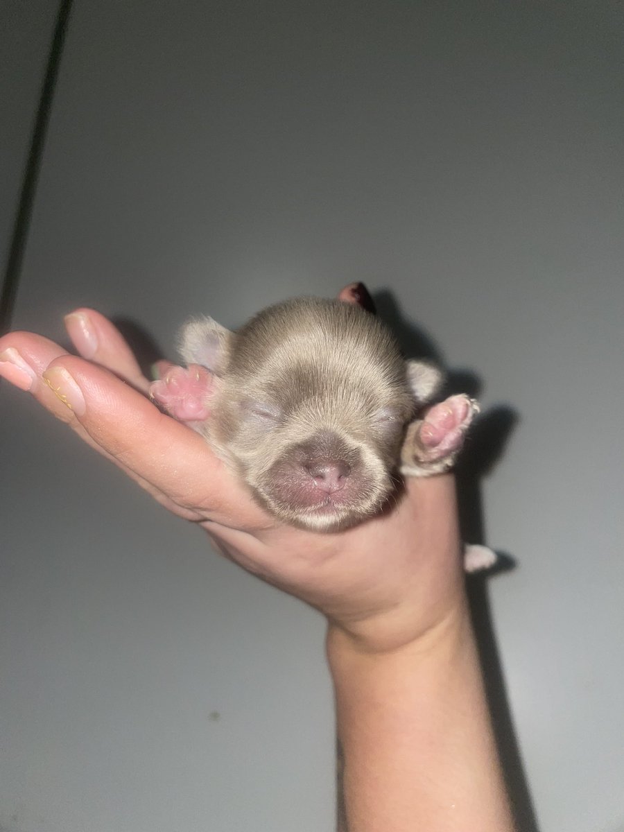 _mmadisonn's tweet photo. Little stink 🥹 https://t.co/ABU4kO4qsh