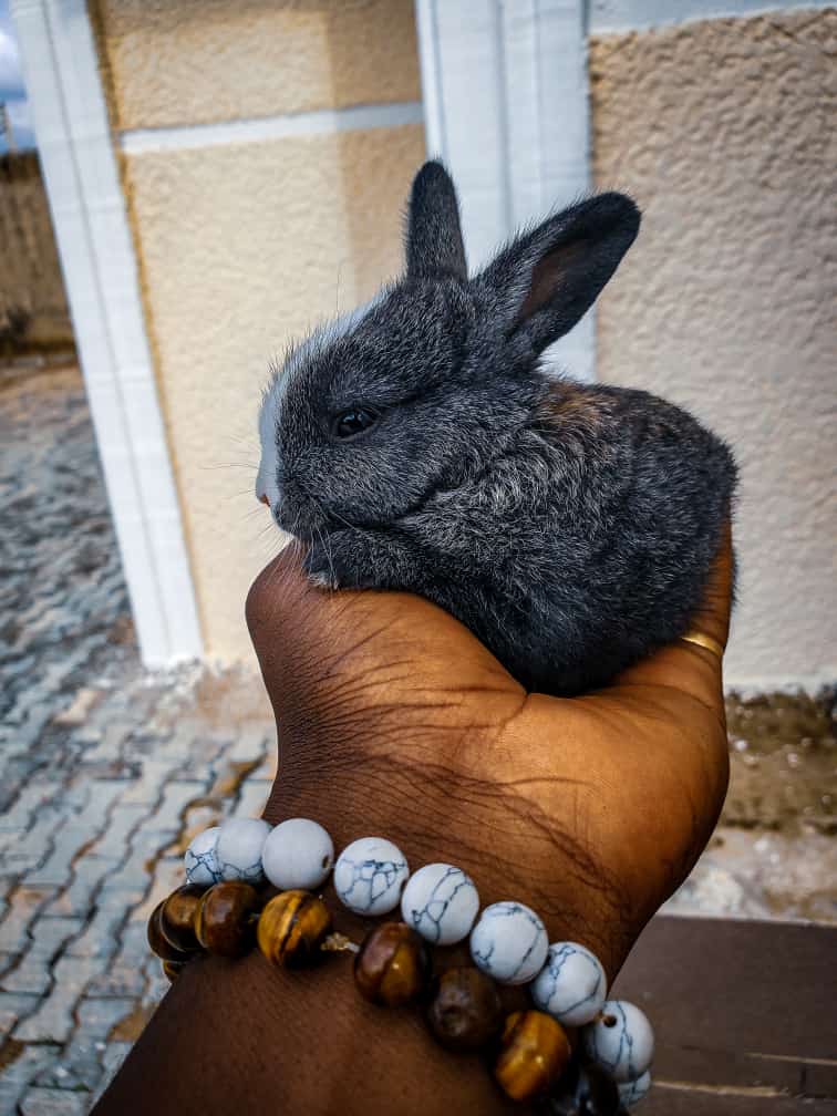 clintonojah1's tweet photo. Cute Bunny♥️🔥 https://t.co/pJgcNGZBnA