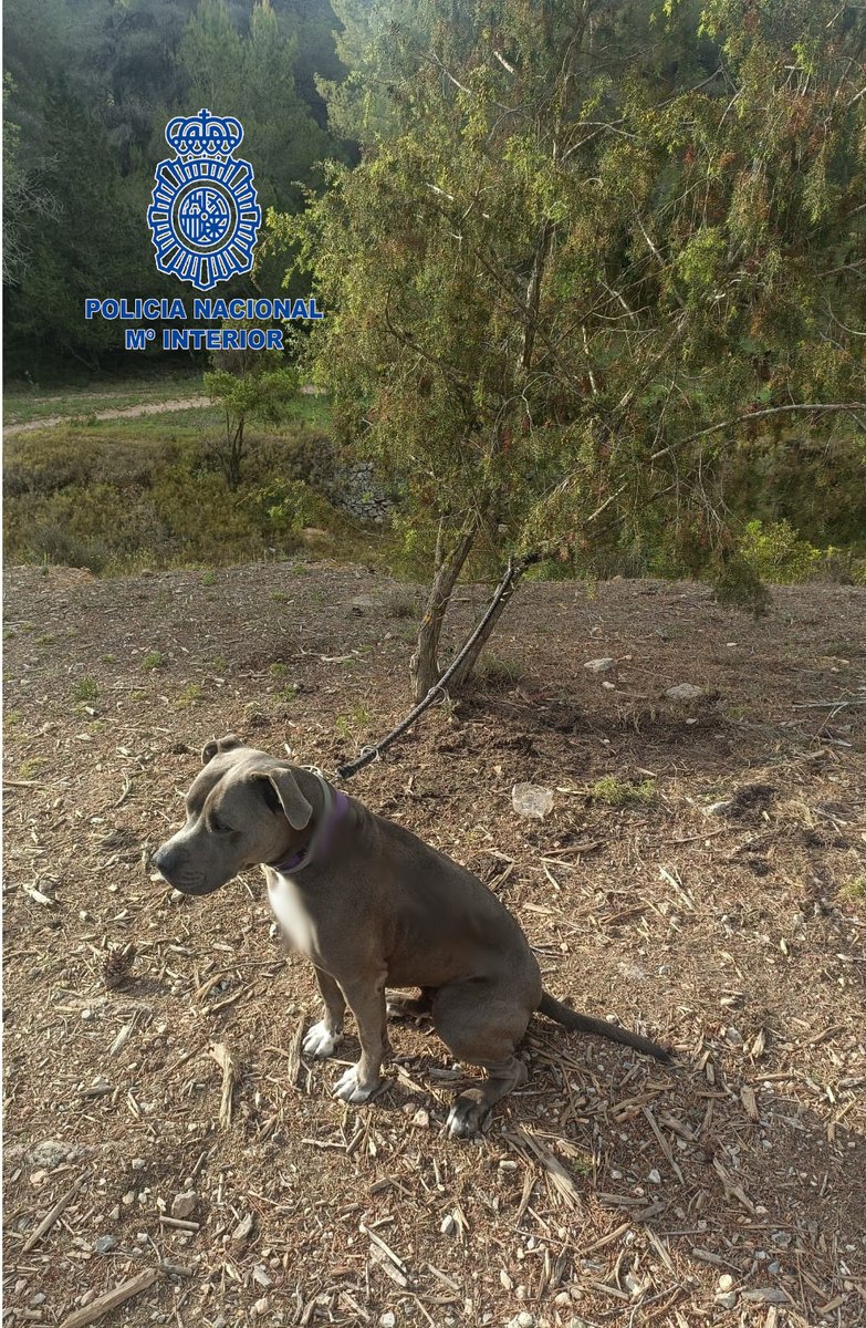 Uno de nuestros #agentes fuera de servicio encontró a este #perro atado a un árbol

Al ver que no aparecía nadie y que el perro respondía de manera cariñosa no dudó en rescatarlo👏

El abandono animal es ➡ DELITO

❌ Él nunca lo haría